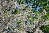 Cerasus vulgaris. Ветви цветущего растения. Московская обл., г. Железнодорожный, в культуре. 11.05.2020.