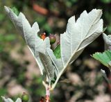 Sorbus persica