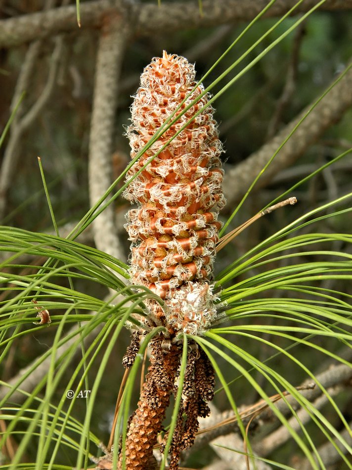 Изображение особи Pinus canariensis.