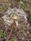 Taraxacum serotinum. Соплодие с частично облетевшими плодами. Украина, г. Запорожье, восточная окраина, долина р. Мокрая Московка, левый берег, разнотравная степь недалеко от железнодорожного моста. 10.10.2020.