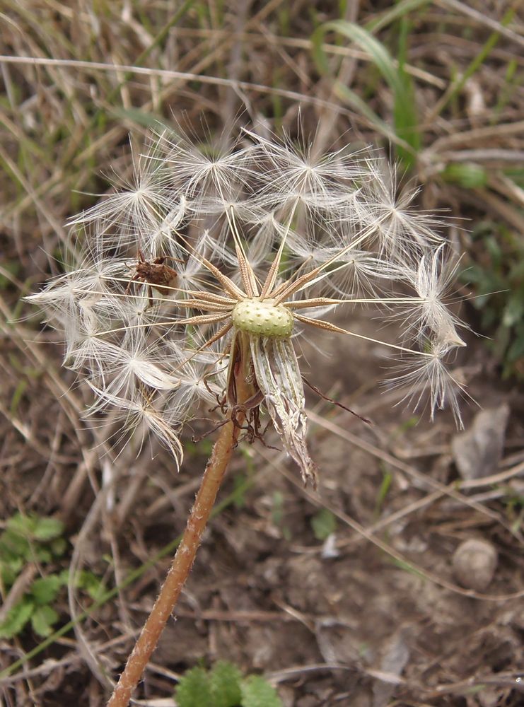 Изображение особи Taraxacum serotinum.