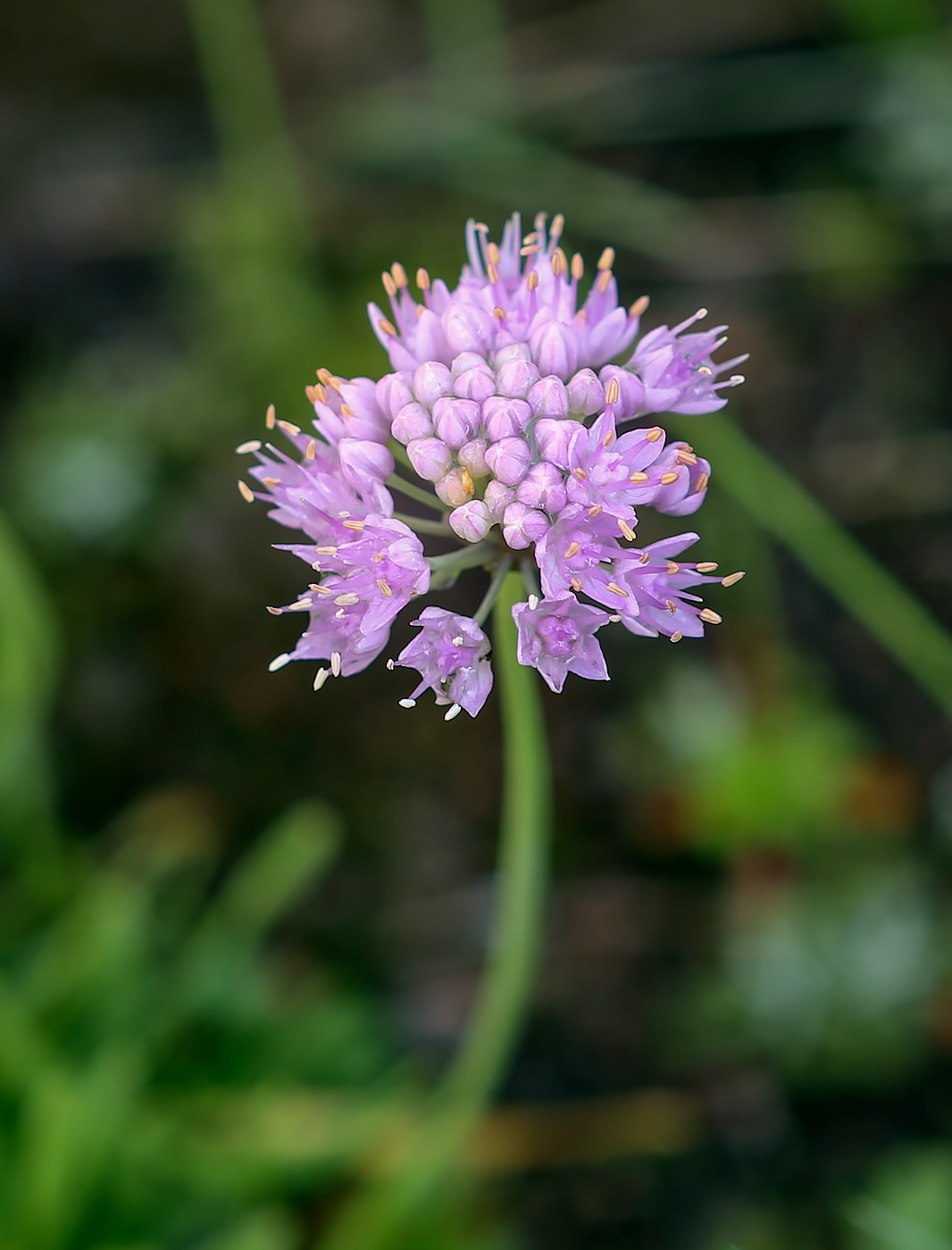 Image of Allium nutans specimen.