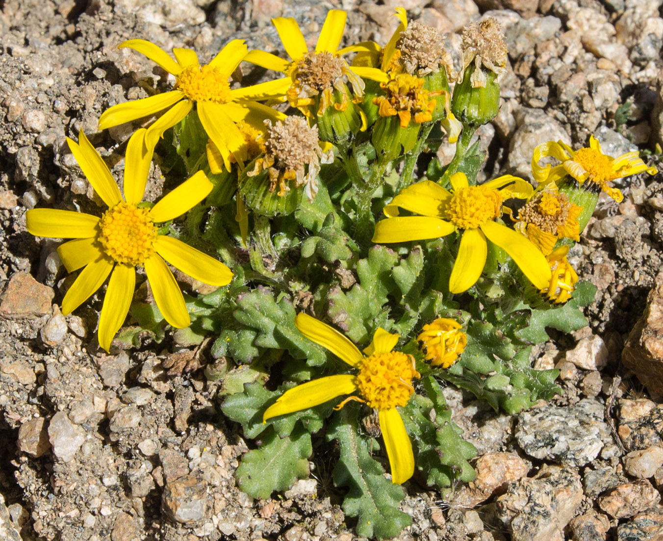 Image of genus Senecio specimen.