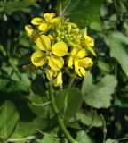 Sinapis alba