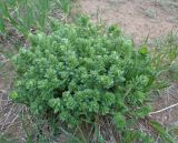 Rhodiola rosea