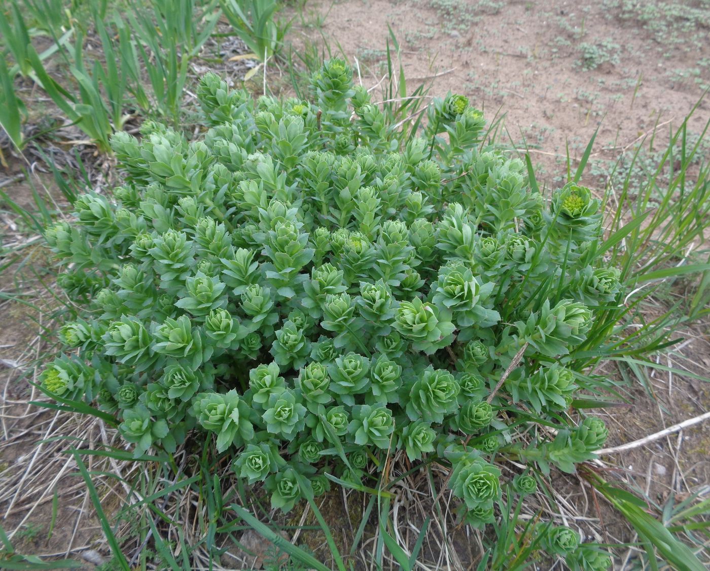 Изображение особи Rhodiola rosea.