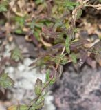 Arenaria soratensis. Часть веточки. Перу, регион Куско, археологический комплекс \"Писак\", центральная часть комплекса, в щели каменной кладки. 12.10.2019.