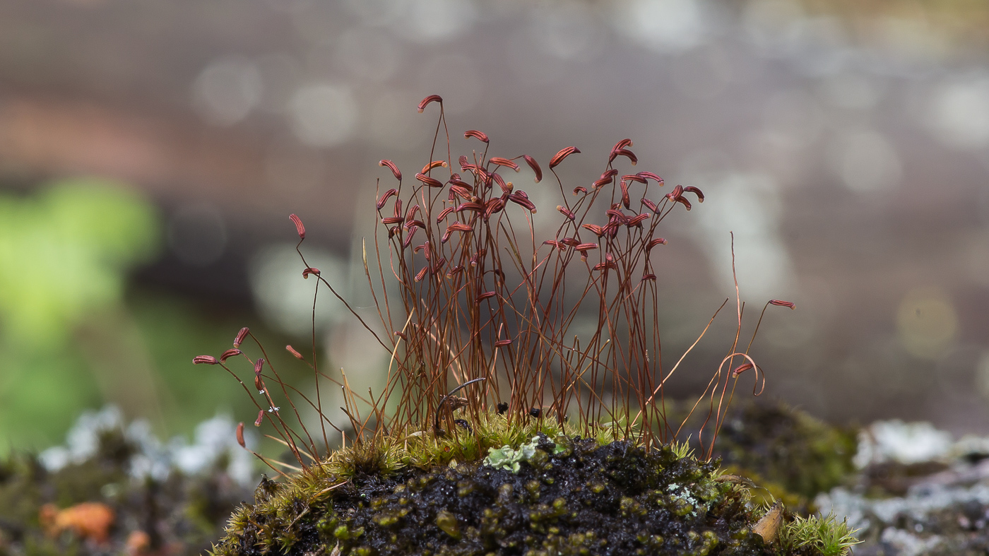 Изображение особи Ceratodon purpureus.