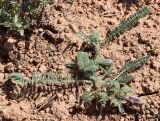 Astragalus atrovinosus