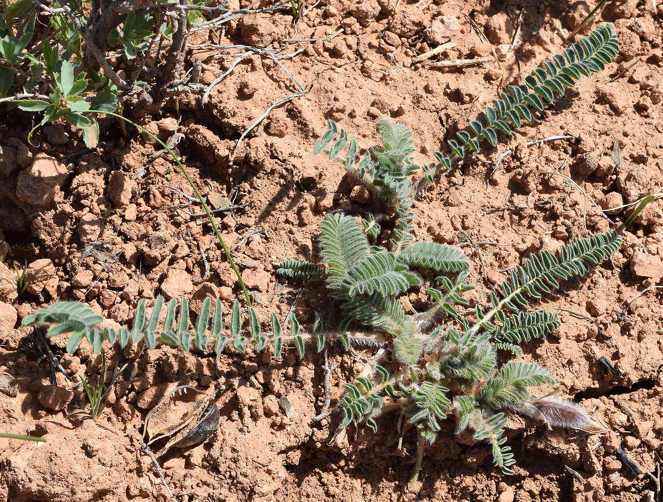 Image of Astragalus atrovinosus specimen.