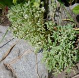Sedum hispanicum. Зацветающие растения. Тверская обл., Весьегонск, около садовой дорожки, самосев. 10 июня 2020 г.