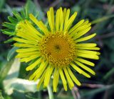 Inula britannica. Соцветие-корзинка. Украина, Волынская обл., Ратновский р-н, юго-западные окрестности с. Окачево, левый берег р. Припять, луг. 29 июля 2010 г.