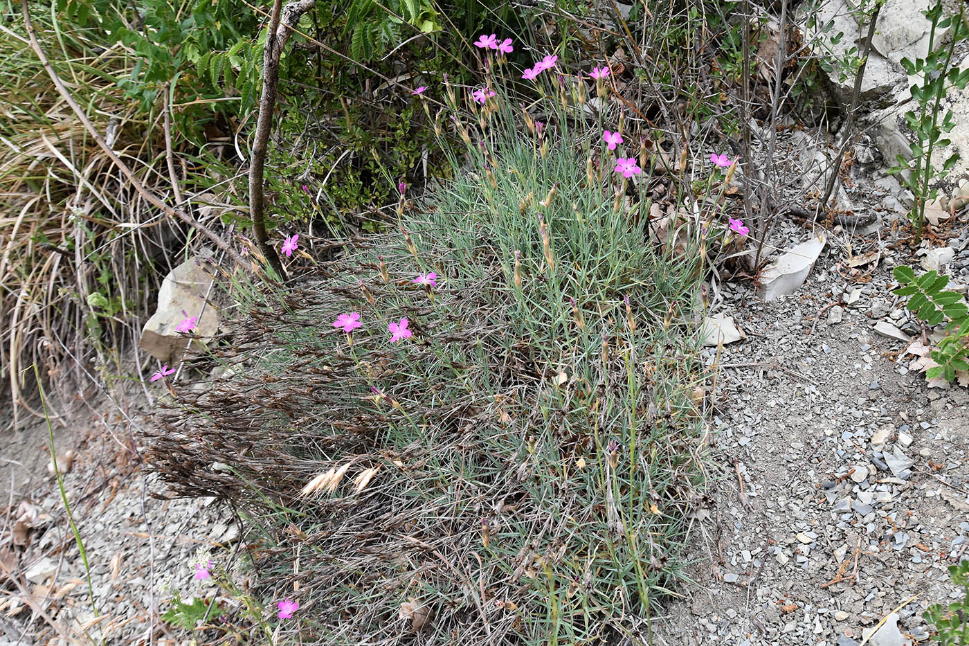 Image of Dianthus acantholimonoides specimen.