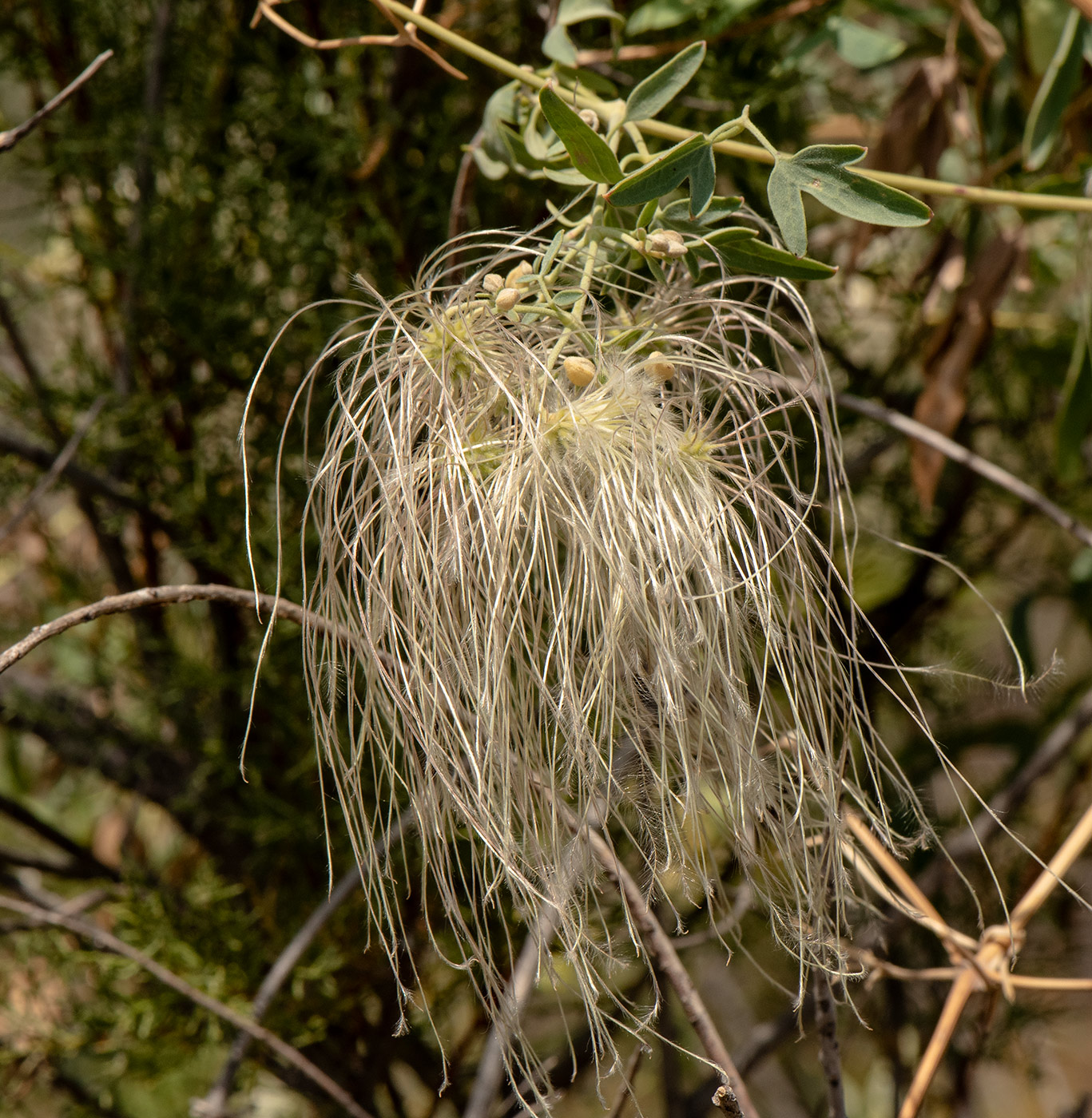 Image of Clematis orientalis specimen.