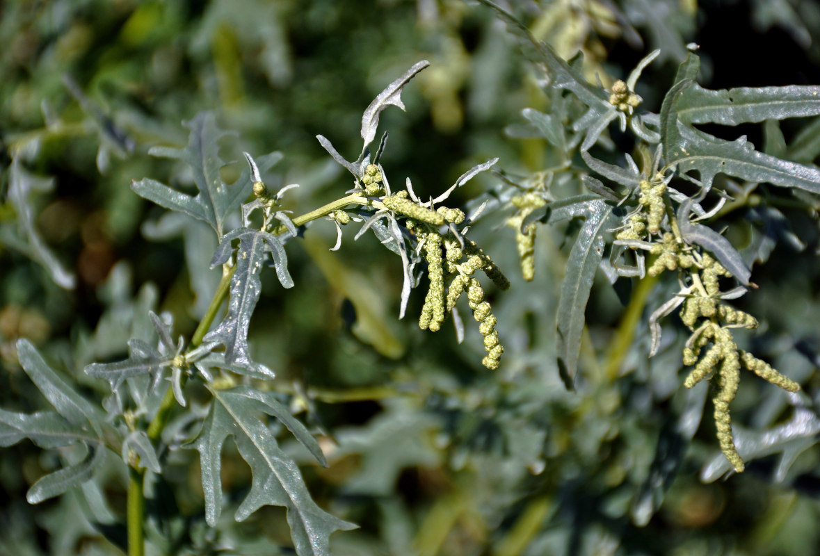 Image of Atriplex tatarica specimen.