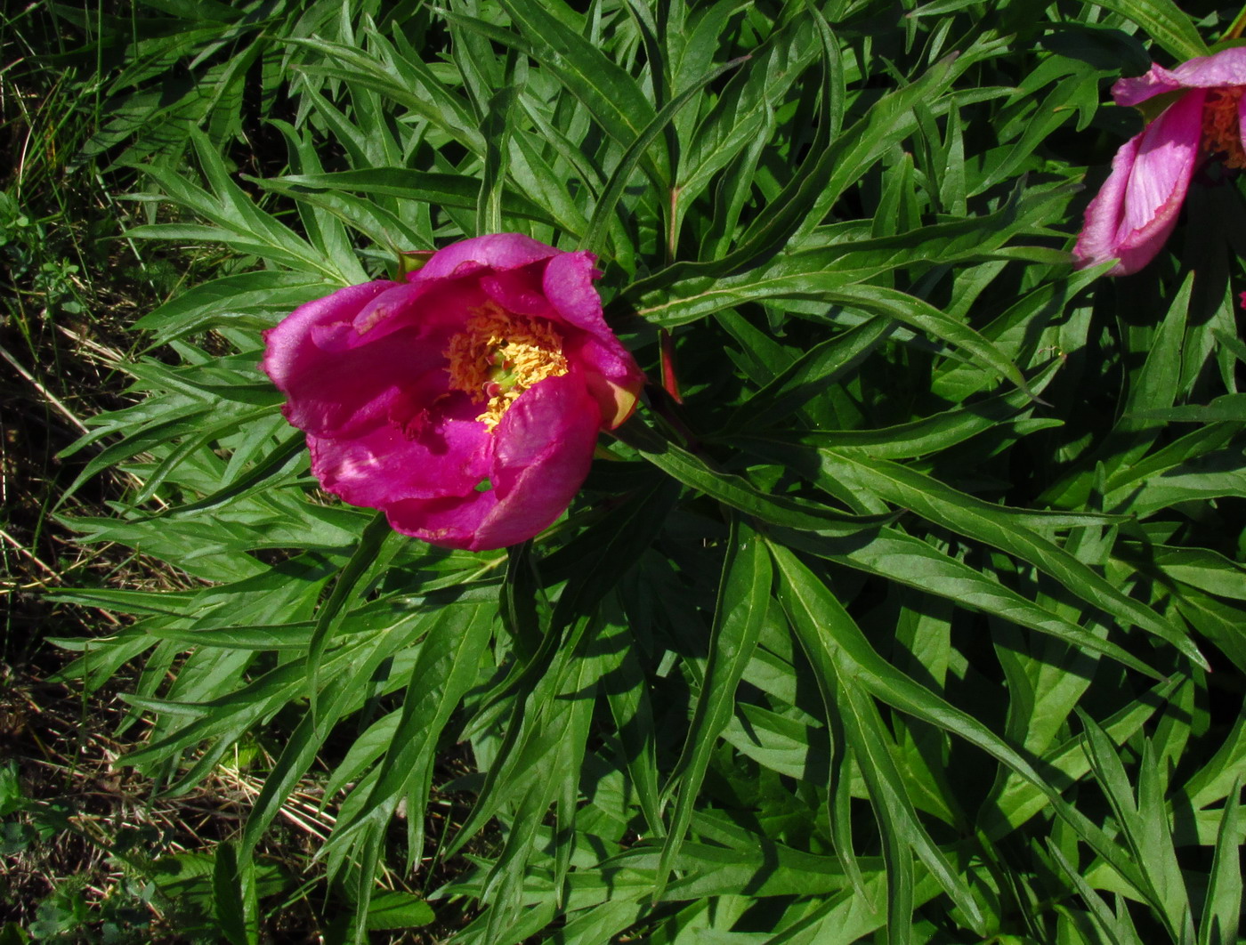 Image of Paeonia intermedia specimen.