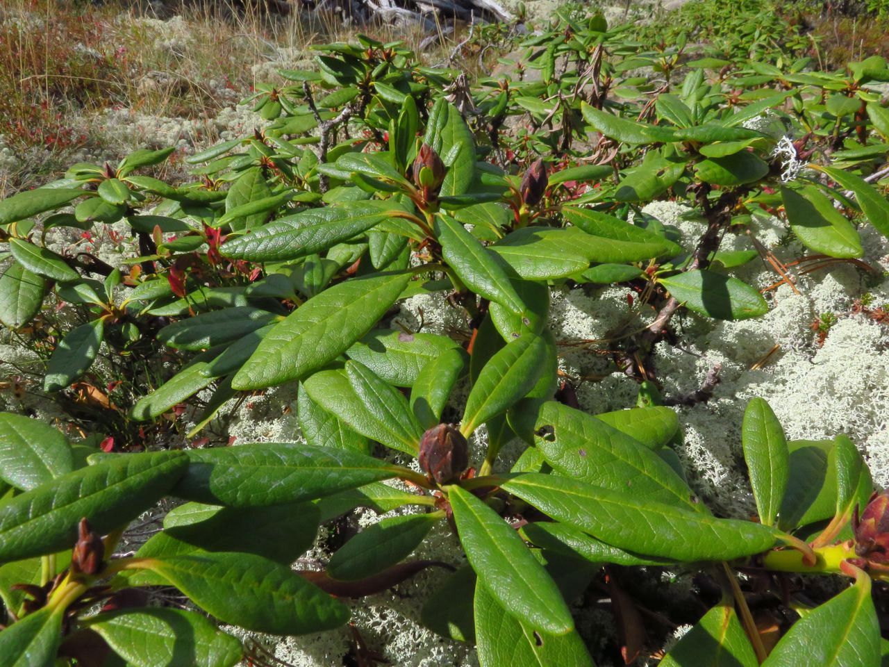 Image of Rhododendron aureum specimen.