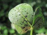 Trifolium repens