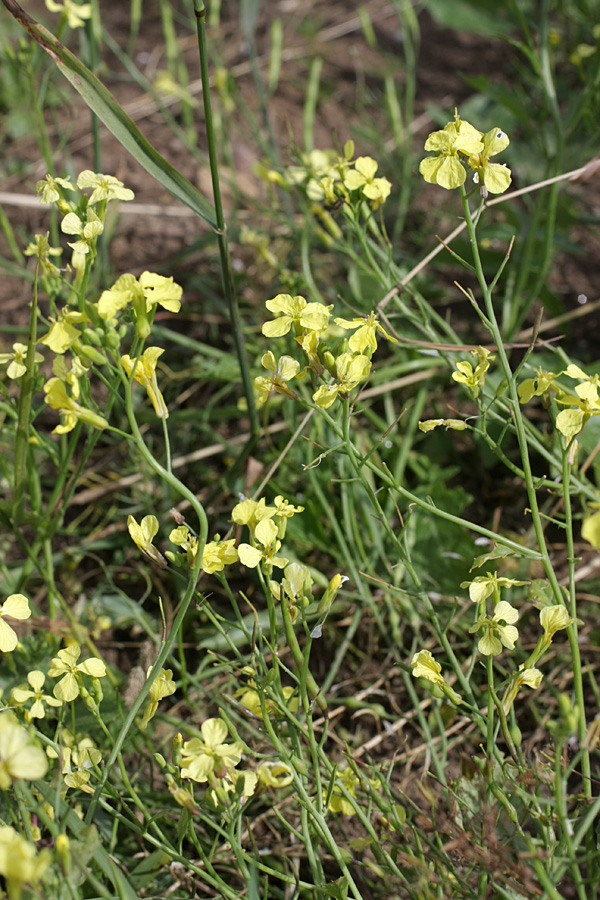 Изображение особи Raphanus raphanistrum.