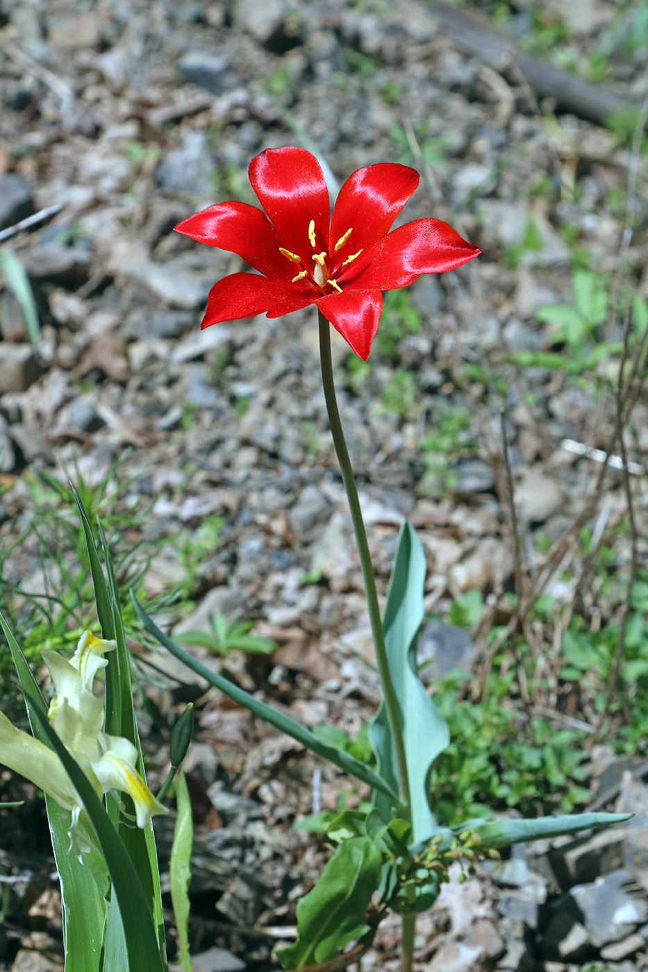 Image of Tulipa butkovii specimen.