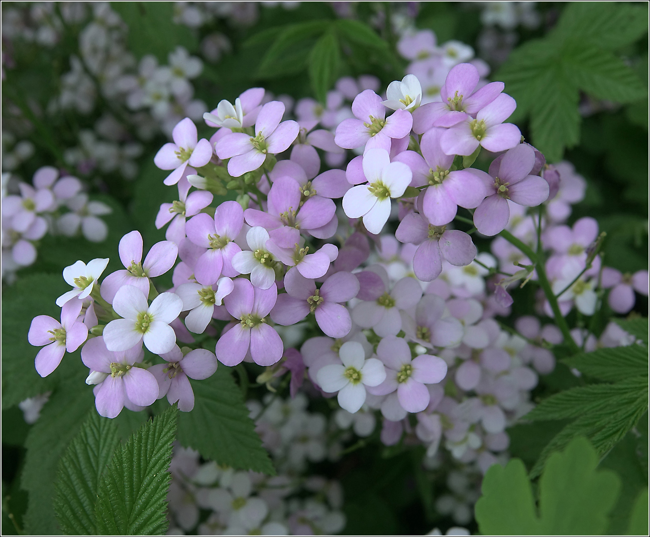 Изображение особи Arabis &times; arendsii.