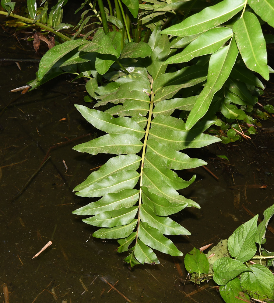 Image of Acrostichum aureum specimen.