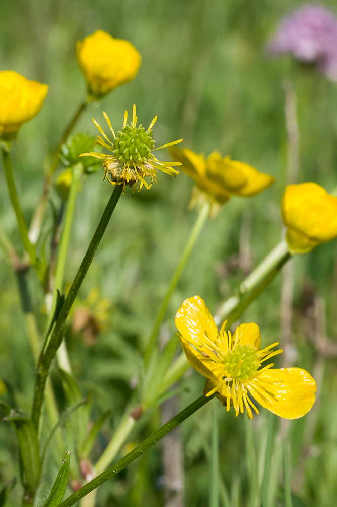 Изображение особи Ranunculus constantinopolitanus.