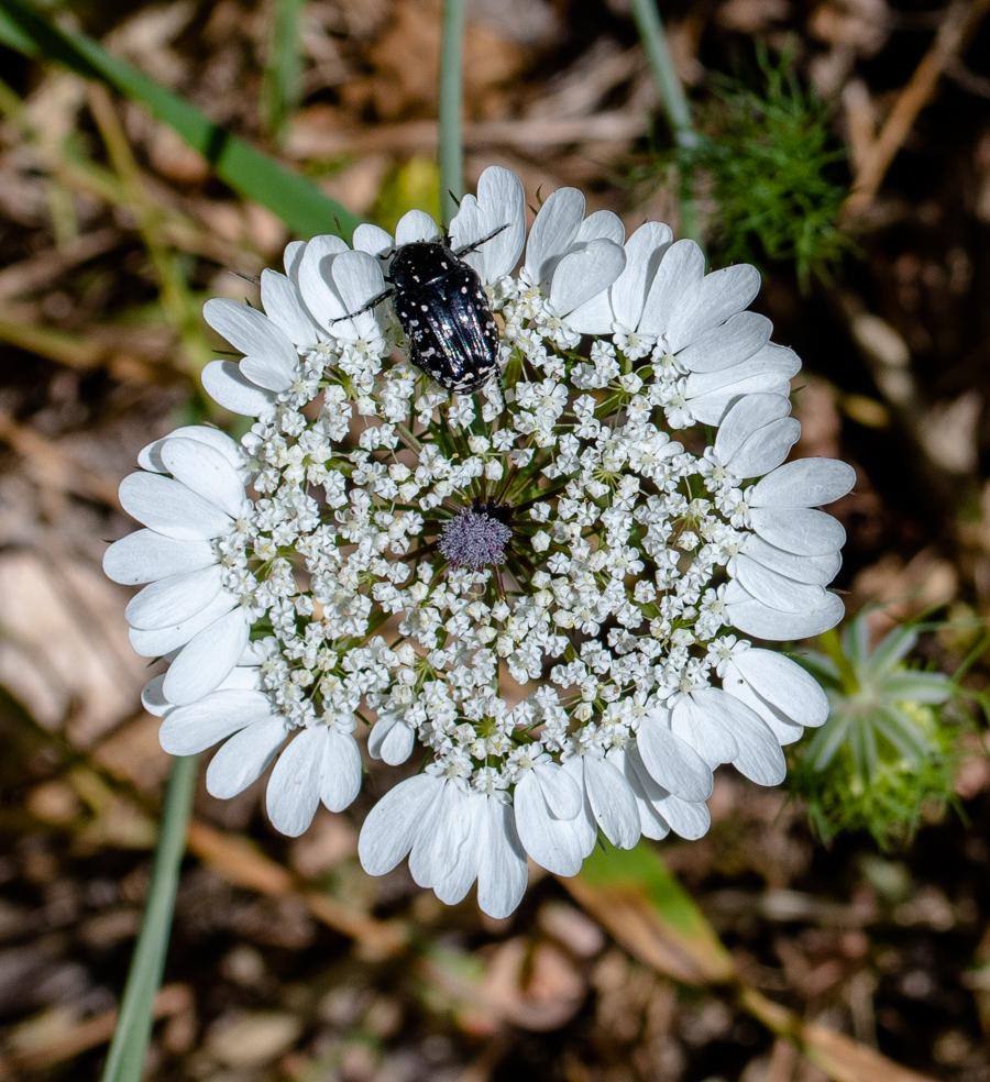 Image of Artedia squamata specimen.