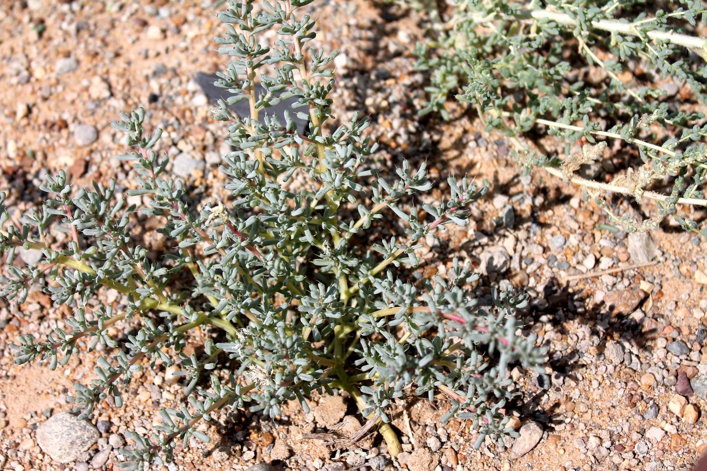 Image of Halogeton glomeratus specimen.