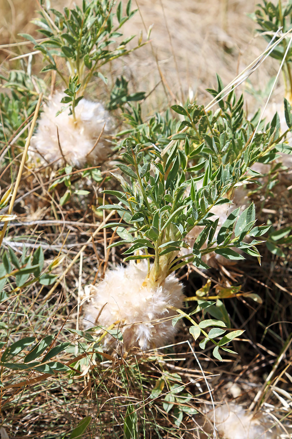 Image of Astragalus pterocephalus specimen.