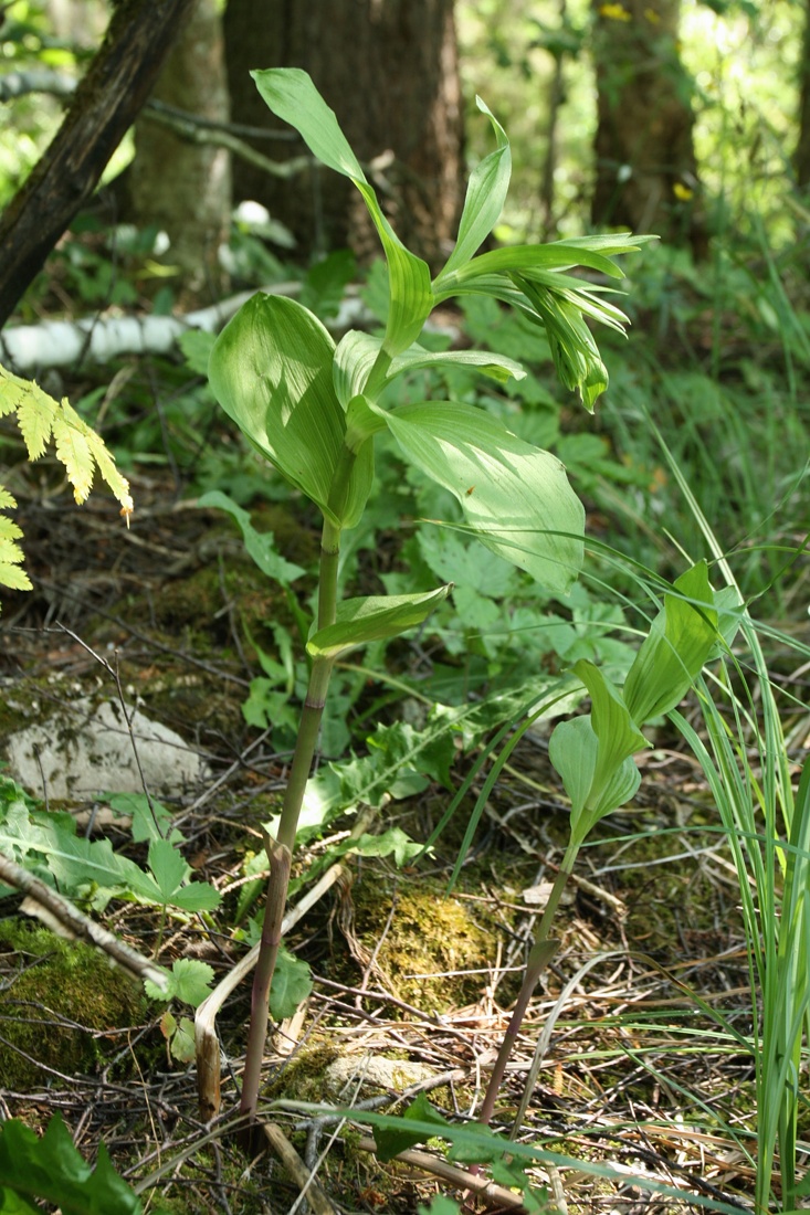 Изображение особи Epipactis helleborine.