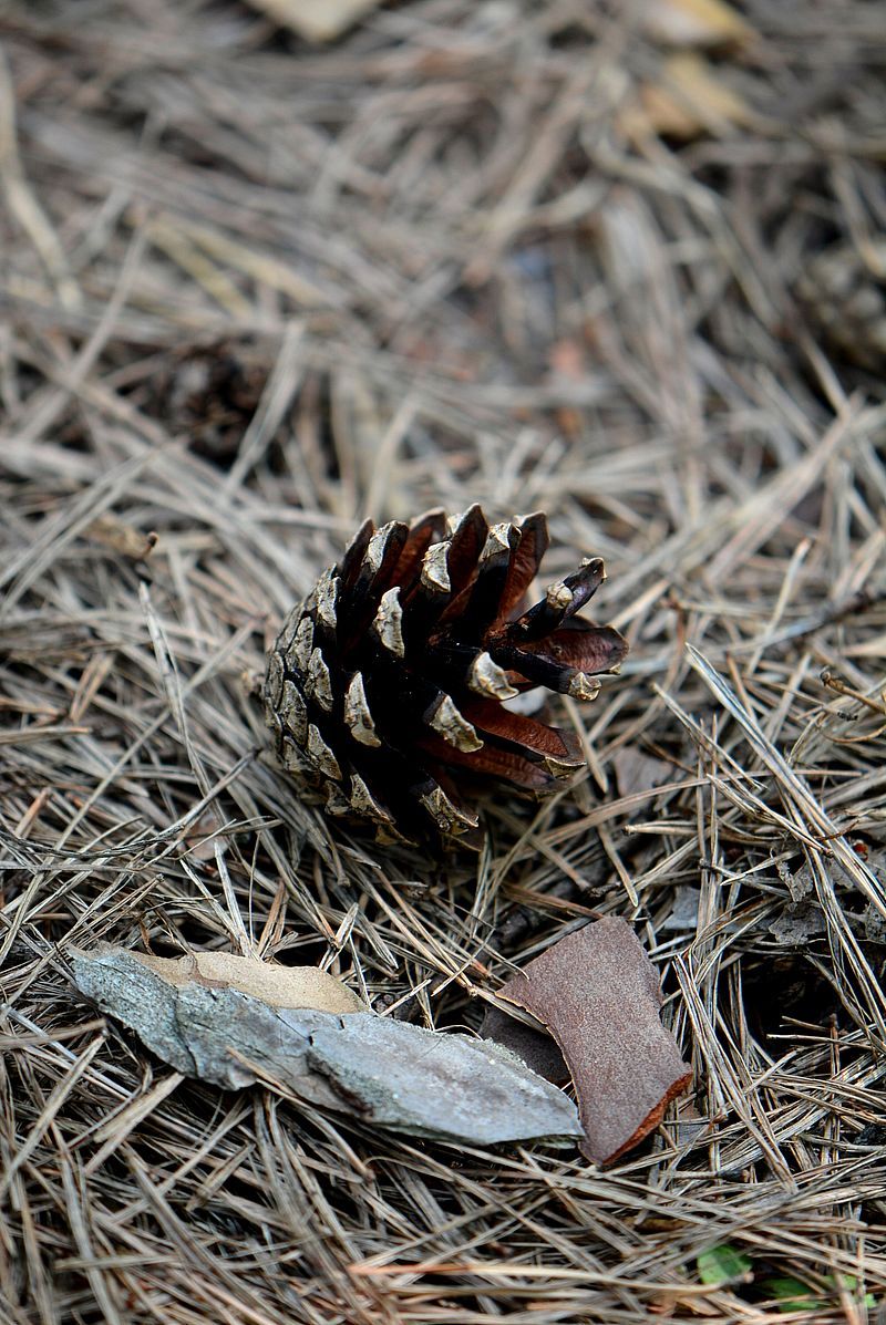 Изображение особи Pinus sylvestris.