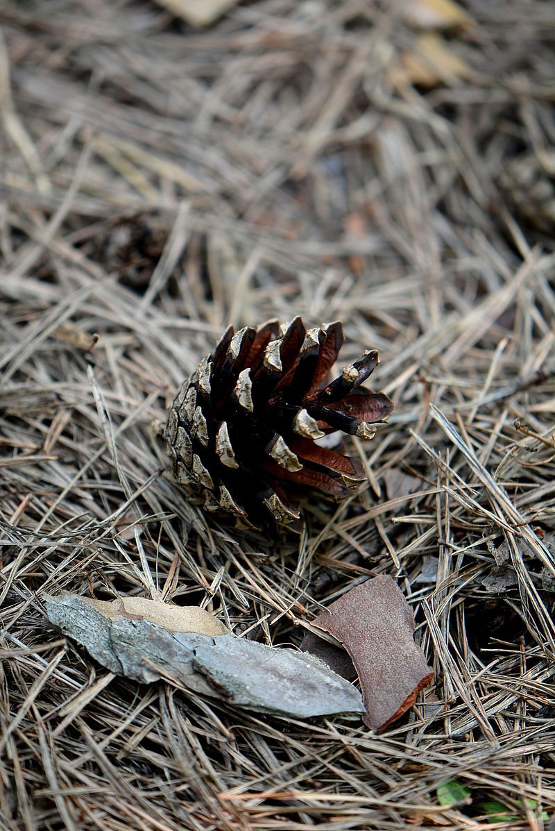 Изображение особи Pinus sylvestris.