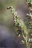 Artemisia campestris. Соцветие. Ленинградская обл., Выборгский р-н, Финский залив, о-в Лисий, песчаный береговой вал. 09.08.2020.