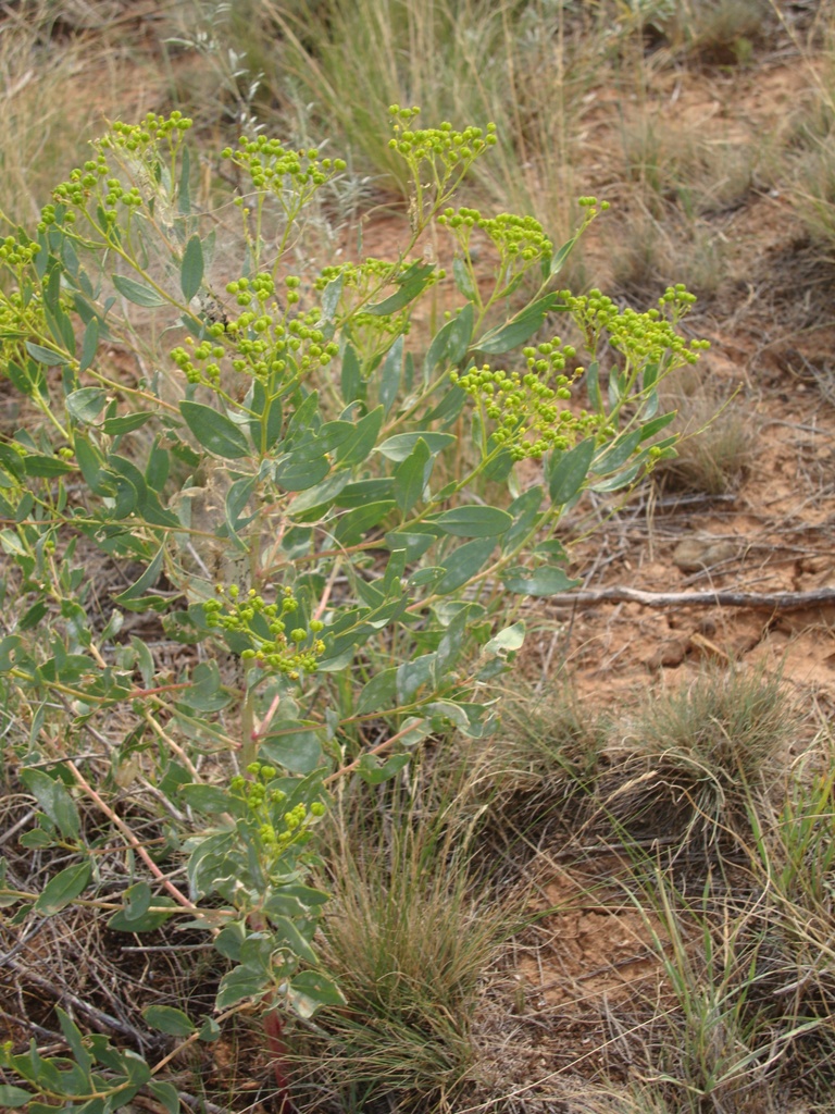 Image of Haplophyllum latifolium specimen.