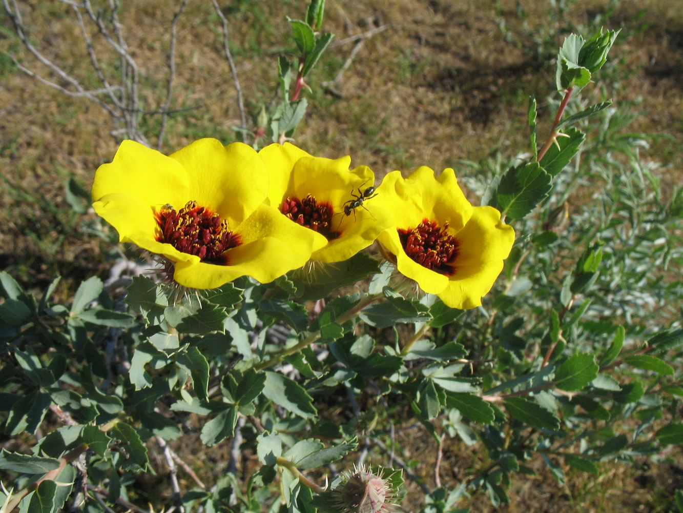 Image of Rosa persica specimen.