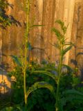 Rumex stenophyllus