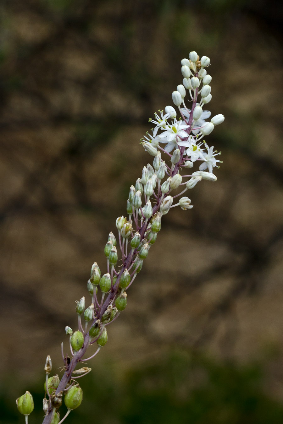 Image of Drimia numidica specimen.