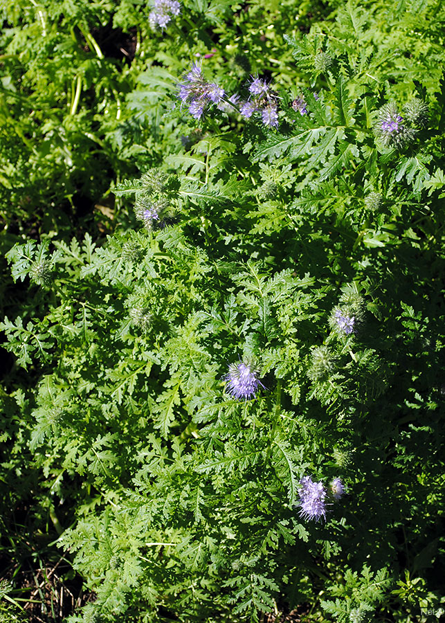 Image of Phacelia tanacetifolia specimen.