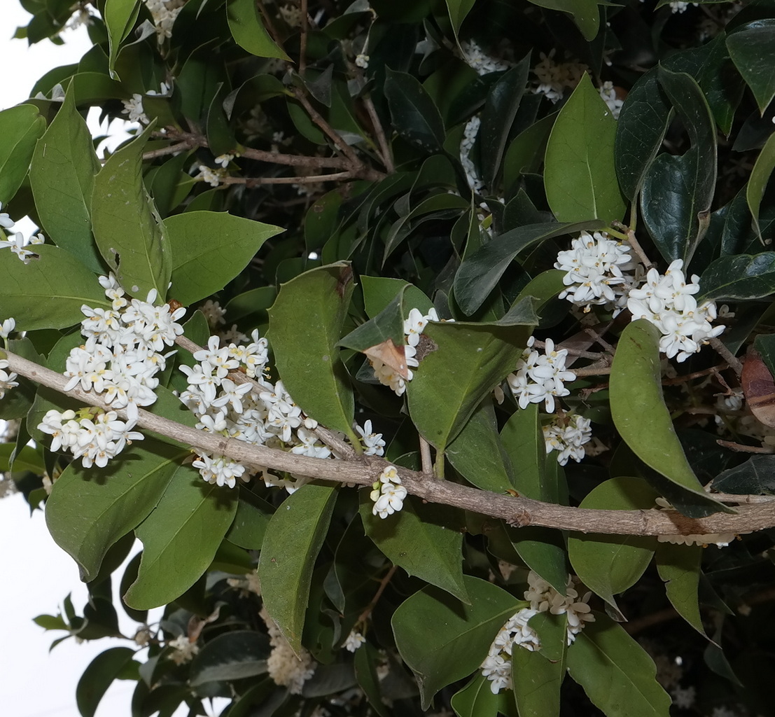 Image of Osmanthus &times; fortunei specimen.