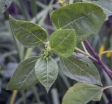 genus Helianthus