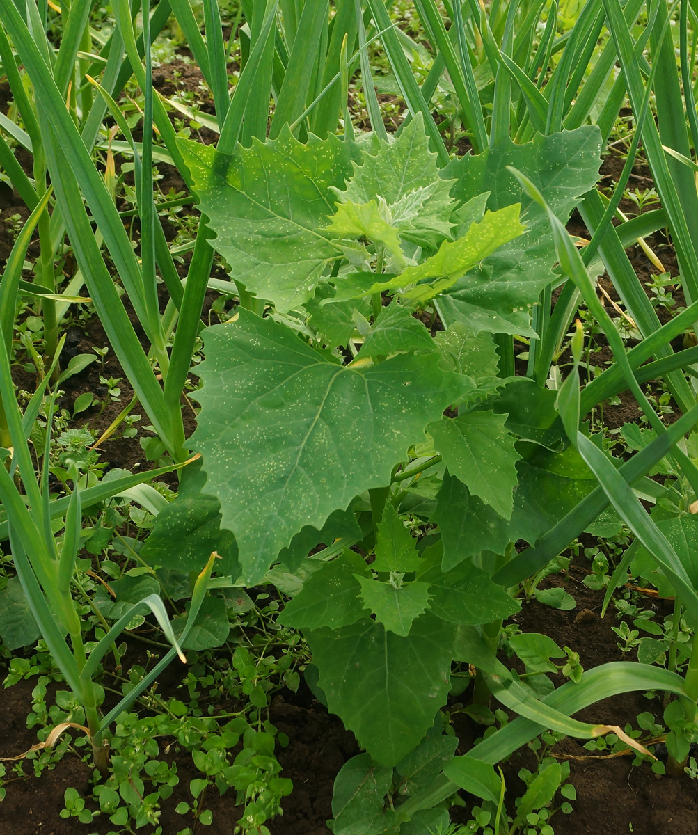 Image of genus Atriplex specimen.