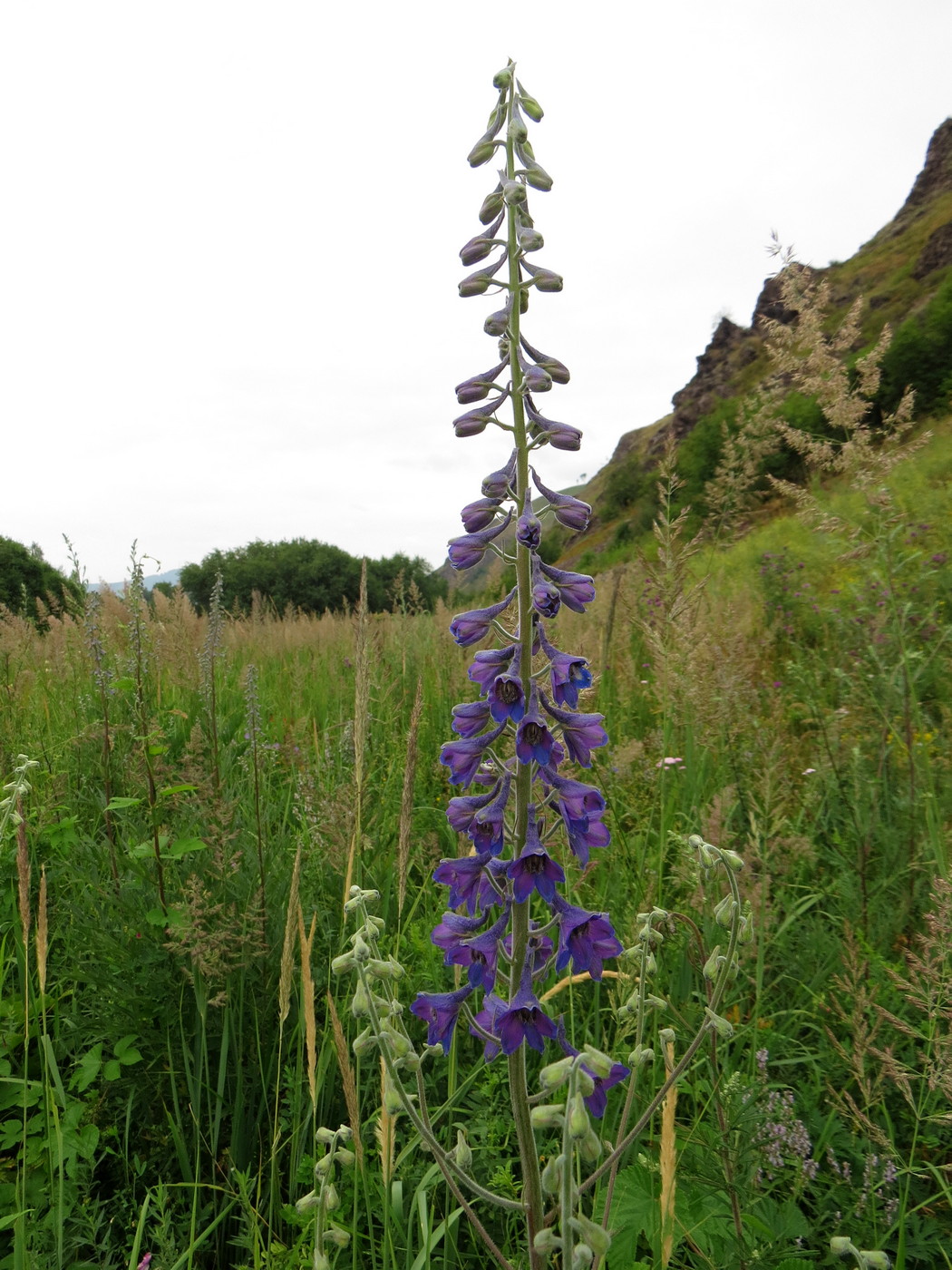 Image of Delphinium cyananthum specimen.