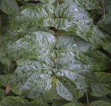 Diervilla sessilifolia. Верхушка плодоносящего побега в каплях дождя. Москва, Аптекарский огород, теневой сад, в культуре. 03.09.2021.