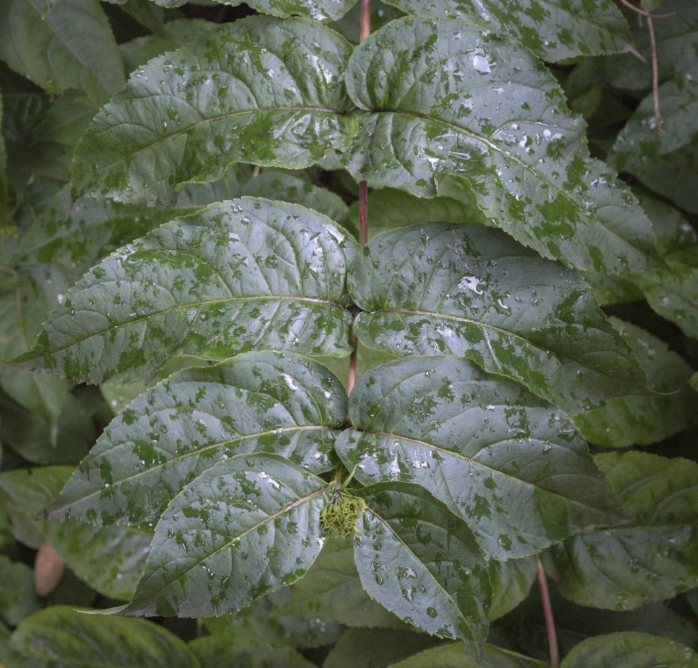 Изображение особи Diervilla sessilifolia.