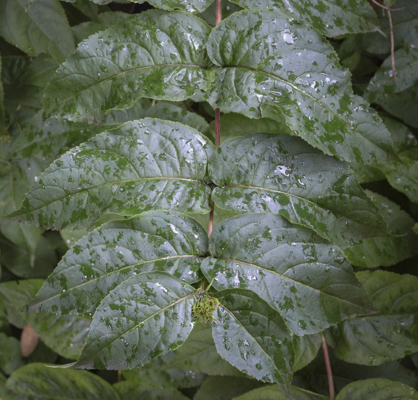 Image of Diervilla sessilifolia specimen.