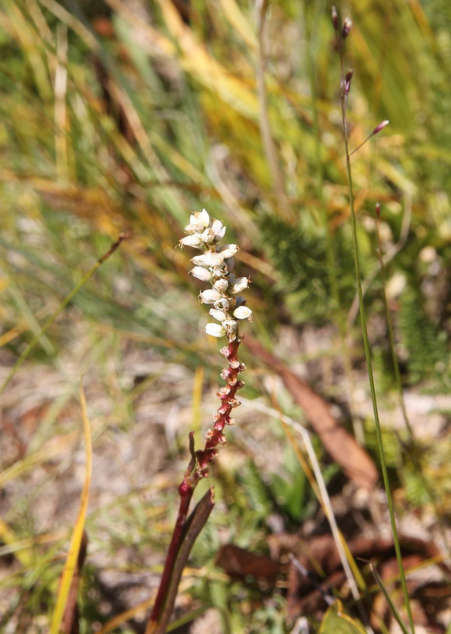 Image of Bistorta vivipara specimen.