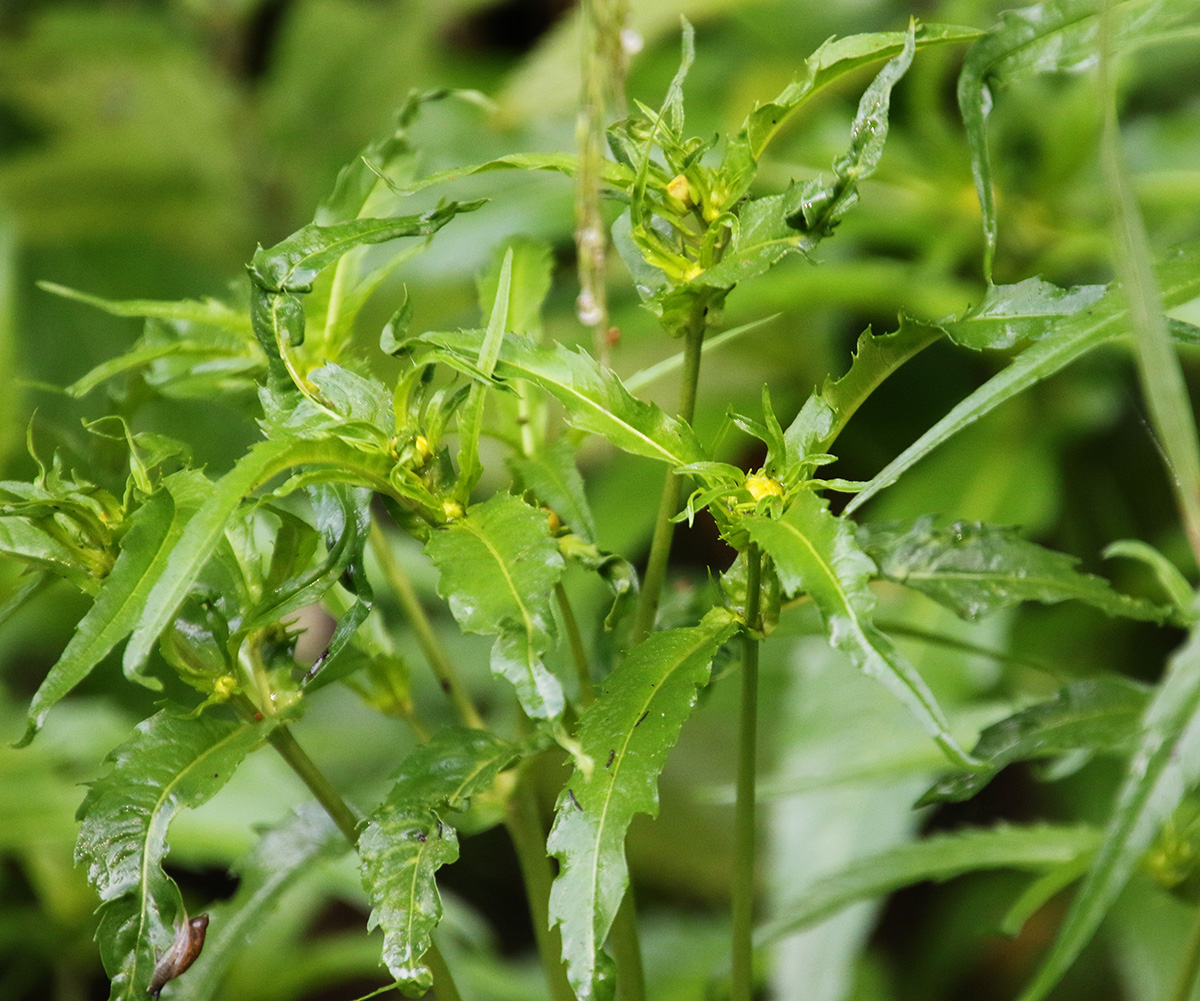 Image of Bidens cernua specimen.