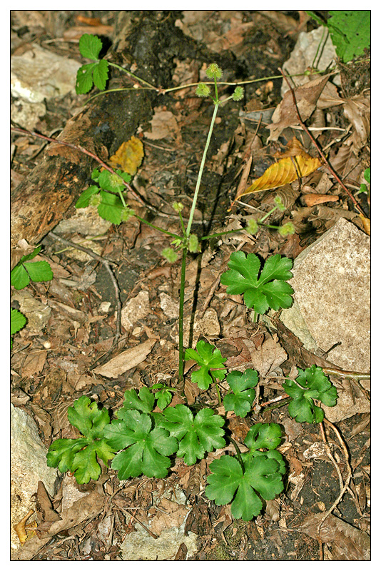 Image of Sanicula europaea specimen.