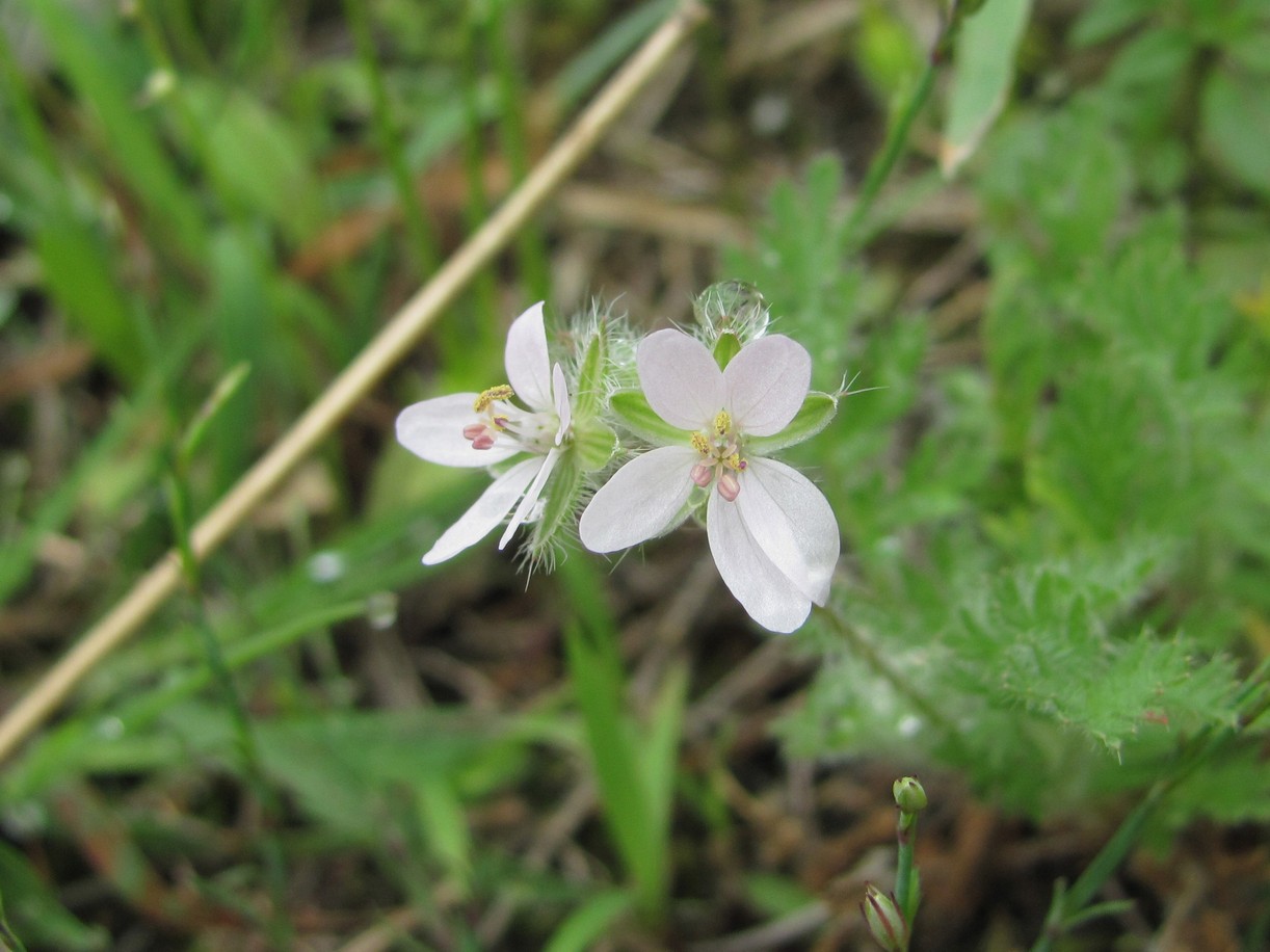 Image of Erodium cicutarium specimen.